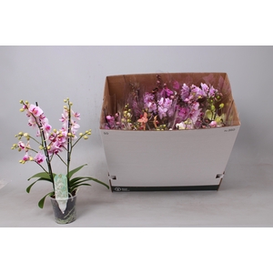 PHAL MF GEM 8 KL