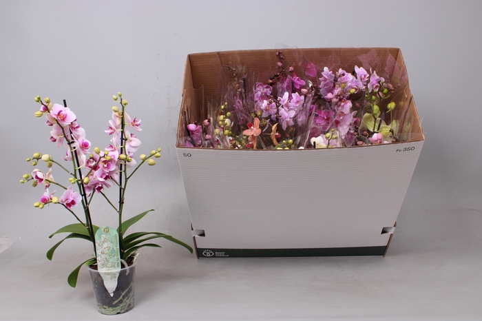 <h4>PHAL MF GEM 8 KL</h4>