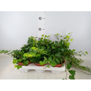 Hedera helix 'Wonder'