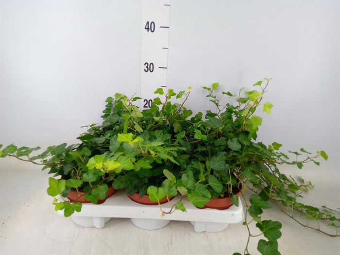 <h4>Hedera helix 'Wonder'</h4>