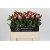 Paeonia Sarah Bernhardt