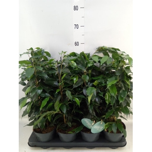 Ficus benja. 'Danielle'