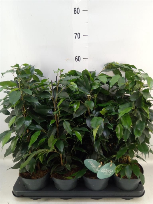 <h4>Ficus benja. 'Danielle'</h4>
