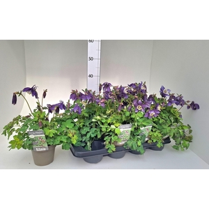 AQUIL CAERULEA BLUE P13