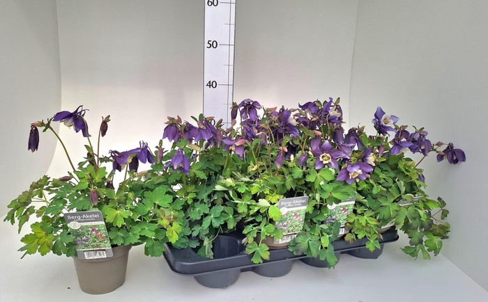 <h4>AQUIL CAERULEA</h4>