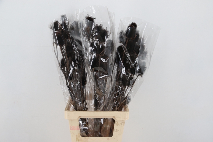 <h4>DROOGBL BEWERKT H%</h4>