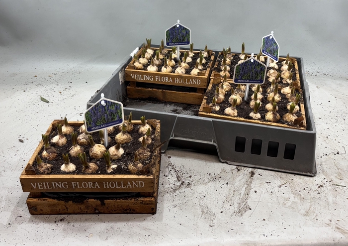 <h4>ARR MUSCARI</h4>