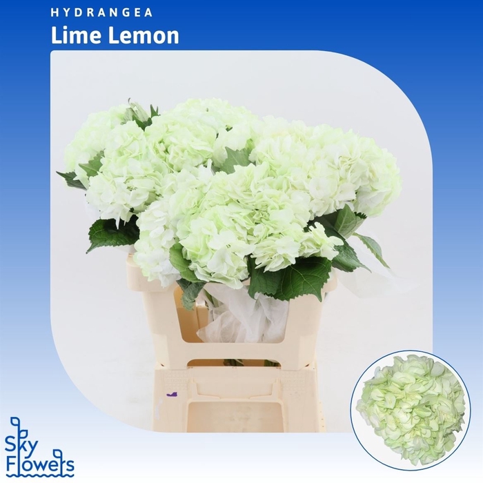 <h4>Hydrangea Lime Lemon</h4>