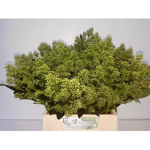 Skimmia Yuki Kuijpers