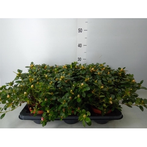 Rhododendron sim. 'White Sachsenst'