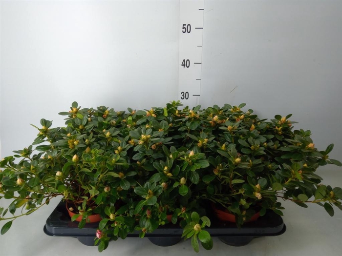 <h4>Rhododendron sim. 'White Sachsenst'</h4>