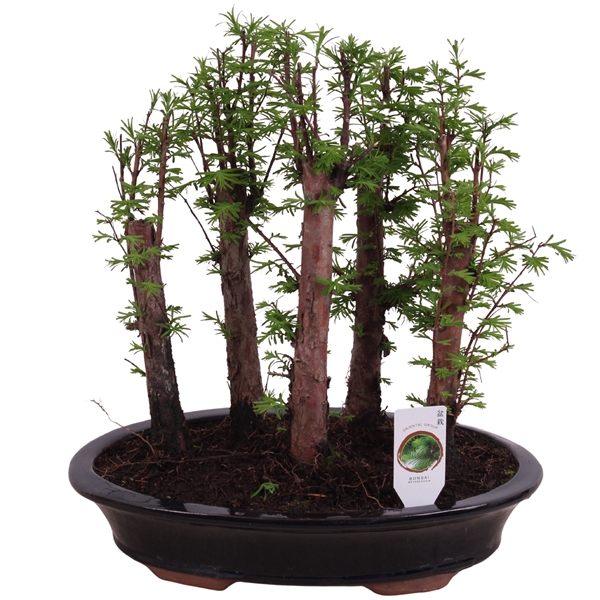 <h4>Outdoor Bonsai Metasequoia forest in 28cm ceramic</h4>