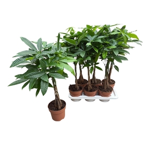 PACHIRA AQUATICA