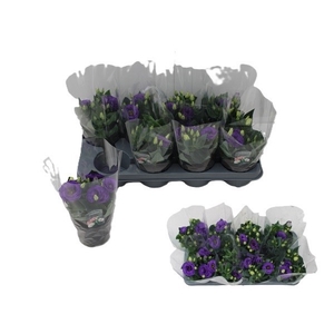 EUST JULIETTA BLUE