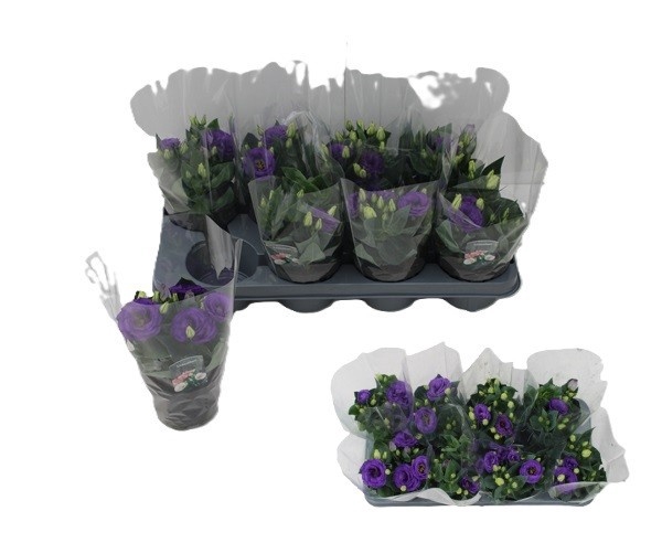 <h4>EUST JULIETTA BLUE</h4>