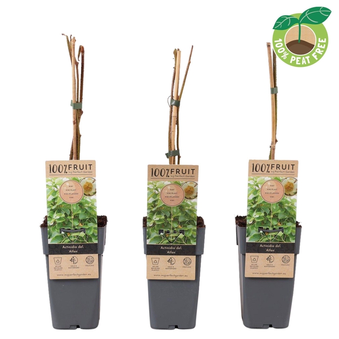 <h4>Actinidia Deliciosa Atlas</h4>