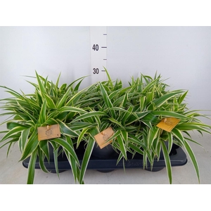 Chlorophytum com. 'Ocean'