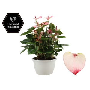 Anthurium 25 cm Amalia Elegance in Marly plastic bowl