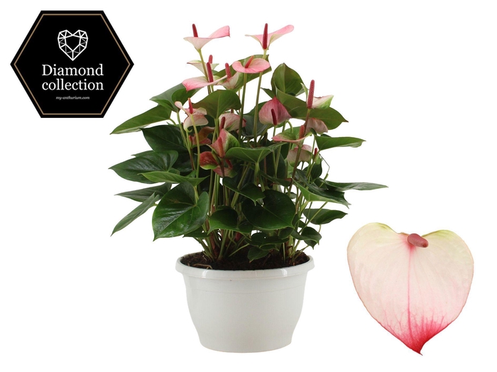 <h4>Anthurium 25 cm Amalia Elegance in Marly plastic bowl</h4>