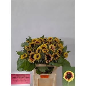 Helianthus An Marley