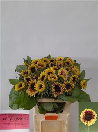 <h4>Helianthus An Marley</h4>