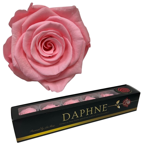 <h4>Preserved Rosa Light Pink Xl</h4>