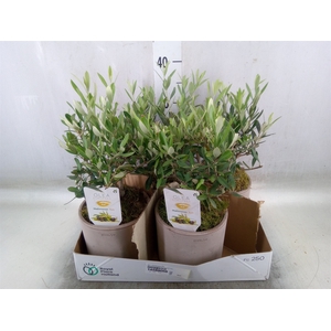 Arr.   Tuinplanten H%