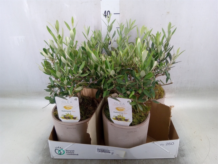 <h4>Arr.   Tuinplanten H%</h4>