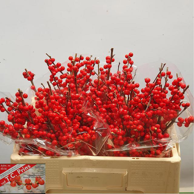 <h4>ILEX VE RODE BES</h4>