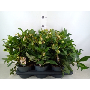 Helleborus  'JWLS Winterbells'