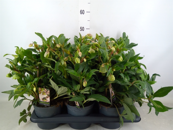 <h4>Helleborus  'JWLS Winterbells'</h4>