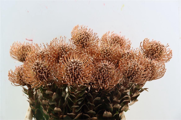 <h4>Leuco Klbh Copper</h4>