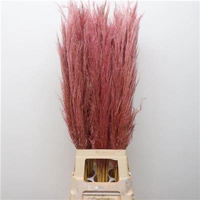 <h4>CORTADERIA PINK x60 P.BL</h4>