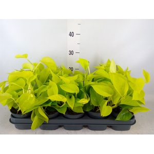Epipremnum pinn. 'Golden Pothos'