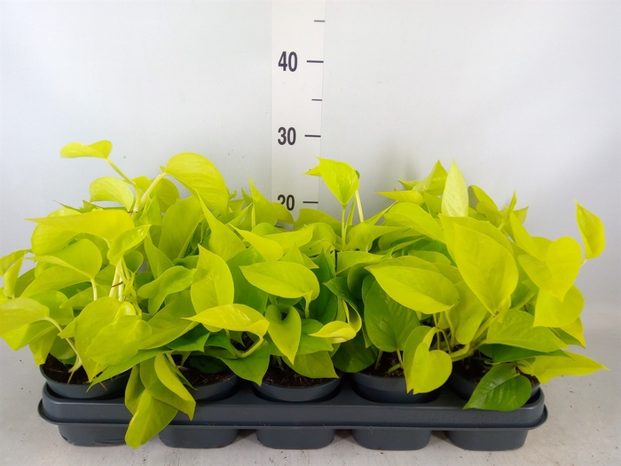 <h4>Epipremnum pinn. 'Golden Pothos'</h4>