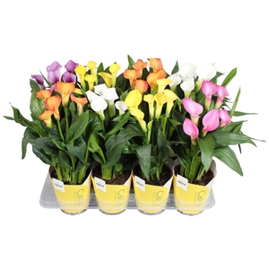 Zantedeschia gemengd Calla Pasen mix met gele potcover