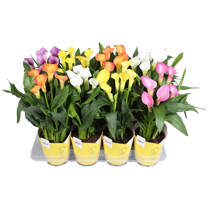 <h4>Zantedeschia gemengd Calla Pasen mix met gele potcover</h4>
