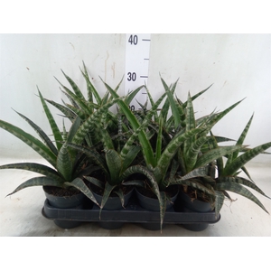 Sansevieria trifa.   ...