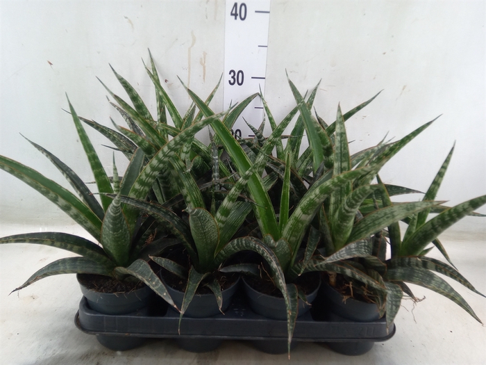 <h4>Sansevieria trifa.   ...</h4>