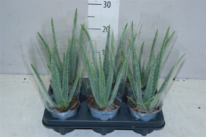 <h4>Aloe Vera</h4>