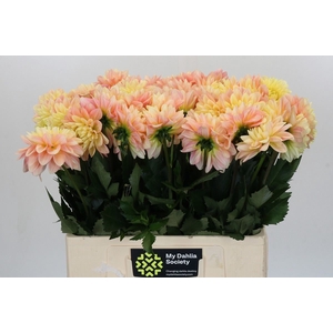 Dahlia DE 'Giovanna'