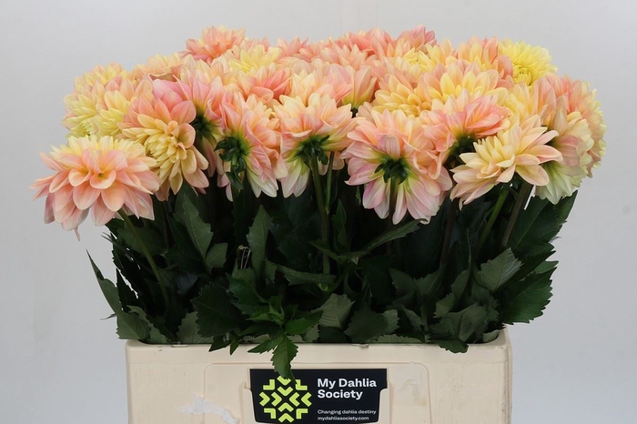 Dahlia DE 'Giovanna'