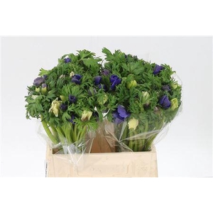 Anem Co Galil Pastel