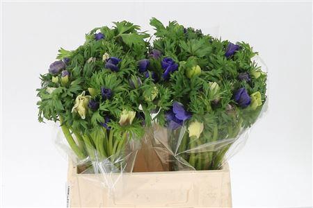 <h4>Anem Co Galil Pastel</h4>