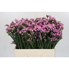 Limonium sinuatum Rosella Sun Birds