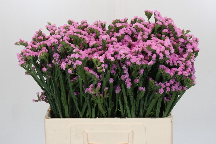 Limonium sinuatum Rosella Sun Birds