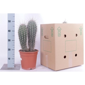 PACHYCEREUS PRINGLEI