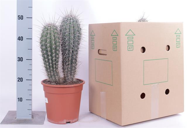 <h4>PACHYCEREUS PRINGLEI</h4>