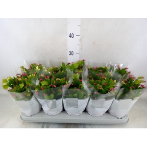Schlumbergera  'Flame Duo' .mix pot