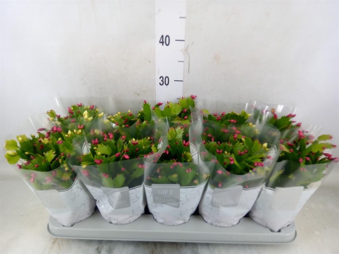 <h4>Schlumbergera  'Flame Duo' .mix pot</h4>